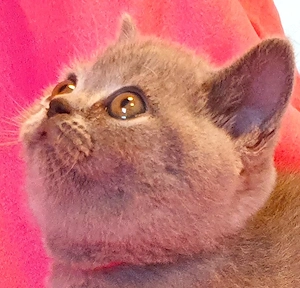 Traumhaft schöne, liebe, verschmustes BKH-Kitten Kartäuser (blau) abzugeben!
