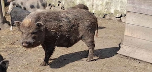 Minipig Eber Tea Cup Minischweine Minischwein 
