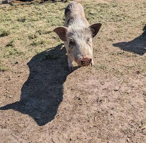 Minipig Sauen Tea Cup Minischweine Minischwein 