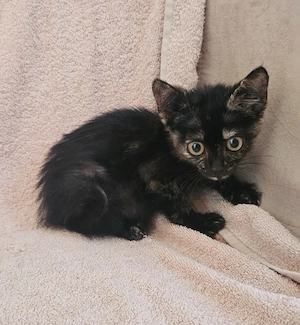 Kitten Katze Tierschutz Bundesweite Vermittlung 