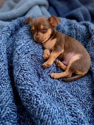 Chihuahua Schoko Tan 
