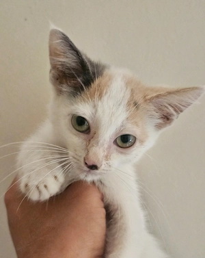 Kitten Katze Tierschutz Bundesweite Vermittlung 