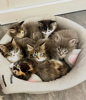    Sechs zauberhafte Maine-Coon-Kitten suchen ein liebevolles Zuhause   