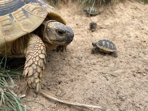 griechische Landschildkröten 2025 und 2026