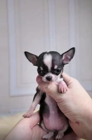    Liebevolle Chihuahua-Babys bereit für ihr Für-immer-Zuhause   