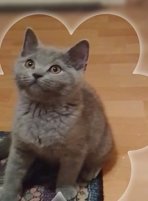 BKH Britisch Kurzhaar Kitten 