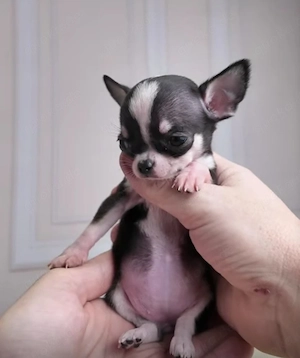  Chihuahua- suchen ihre liebevolle Familie      Diese niedlichen Chihuahua