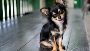 Suche LH Chihuahua Weibchen