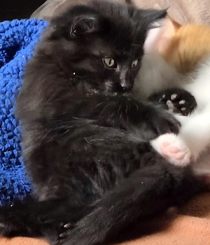 Süsses schwarzes Langhaar Kitten 