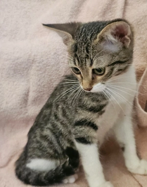 Kitten Katze Tierschutz Bundesweite Vermittlung 