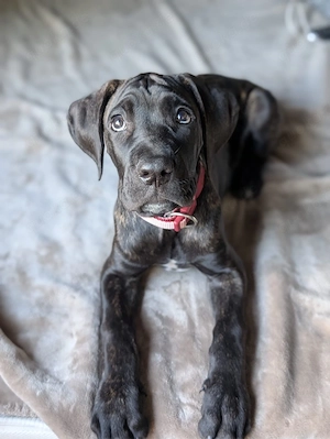 Cane Corso Welpe Hündin
