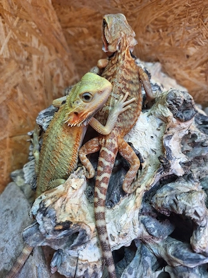 2 weibliche Jungtiere zu verkaufen
