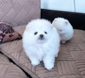Bezaubernde Pomeranian-Welpen suchen ein liebevolles Zuhause