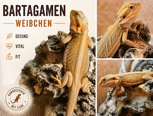 Witblits Trans Weibchen zu verkaufen