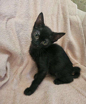 Kitten Katze Tierschutz Bundesweite Vermittlung  Bild 4