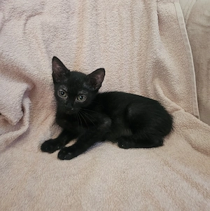 Kitten Katze Tierschutz Bundesweite Vermittlung  Bild 6