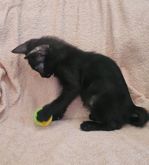Kitten Katze Tierschutz Bundesweite Vermittlung  Bild 2