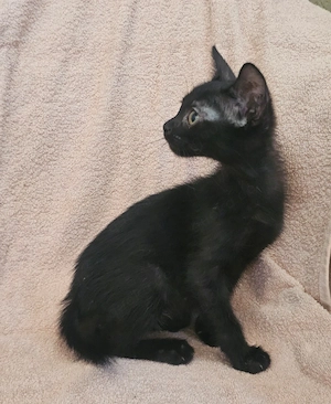 Kitten Katze Tierschutz Bundesweite Vermittlung  Bild 3