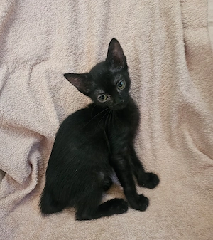 Kitten Katze Tierschutz Bundesweite Vermittlung  Bild 5
