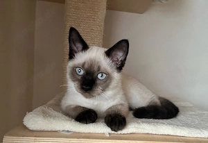 Birma-Bkh Kitten