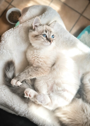 Noch 1 Ragdoll Kater sucht Beschmuser