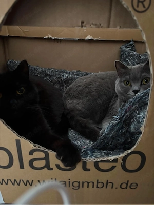 Zwei liebe BKH Katzen suchen ein neues Zuhause