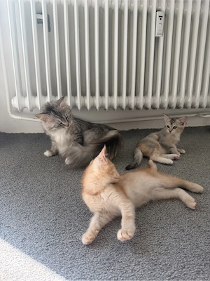 norwegische Waldkatze