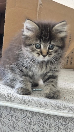 Main Coon mix sibirische katze