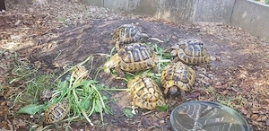 Griechische Landschildkröten aus 2024
