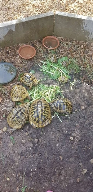 Griechische Landschildkröten aus 2025 Bild 6