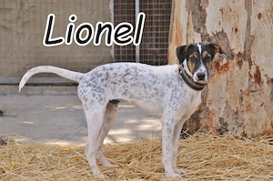 Wer möchte Lionel die Chance auf ein neus Leben schenken?