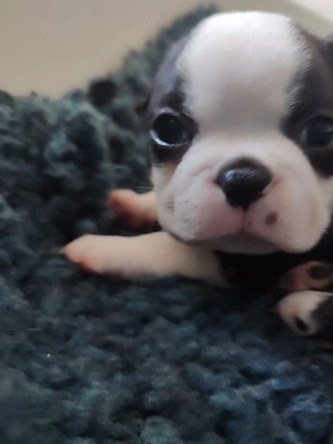 Zauberhafte Boston Terrier Welpen zu verkaufen 