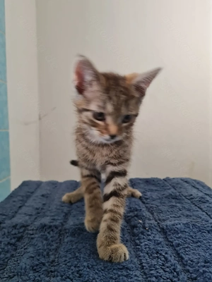 EKH Kitten