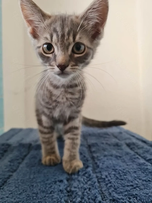 EKH Kitten