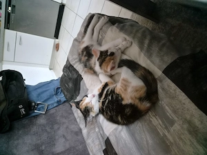 2 weibliche Kitten suchen zusammen Ihr zuhause