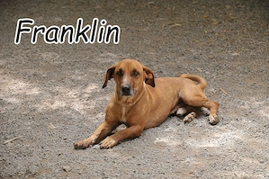 Wer möchte Franklin die Chance geben, endlich seinen Platz fürs Leben zu finden?