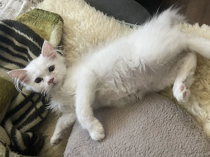 Türkische Angora mix Main Coon 