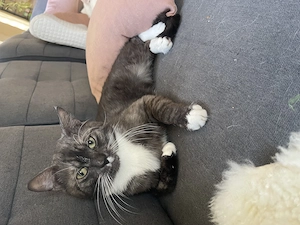 Tabby mix türkische Angora 