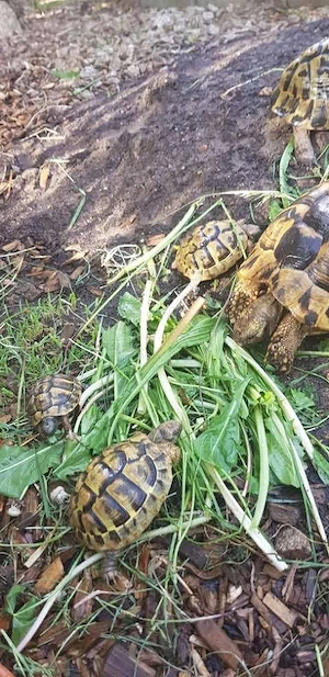 Griechische Landschildkröten aus 2025 Bild 1