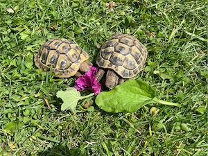 2 griechische Landschildkröten THB 2024
