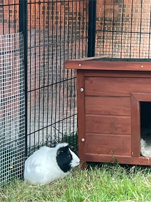 Meerschweinschen