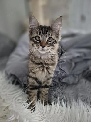 xxl Norweger Maine Coon  Mädel 
