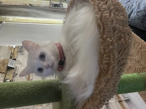 Main Coon mix türkische Angora 