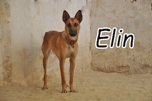 Wer möchte Elin zeigen, wie schön es ist, endlich ein Zuhause zu haben?