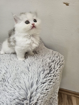 babykitten