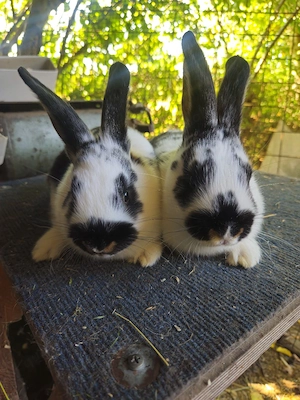 Lohkaninchen und ScheckenMix
