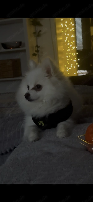 Zwergspitz Pomeranian Männlich 