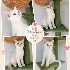 BKH Kitten :) Abgabe bereit!
