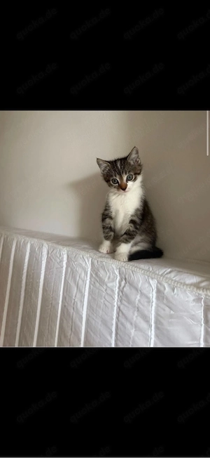 baby kitten 