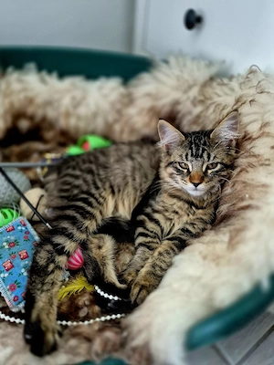 Maine Coon Norweger Mix Mädel